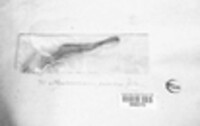 Myriococcum praecox image